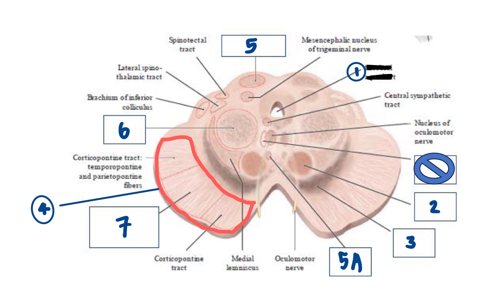 <p>Within the Midbrain, what structure does #5A represent? </p>
