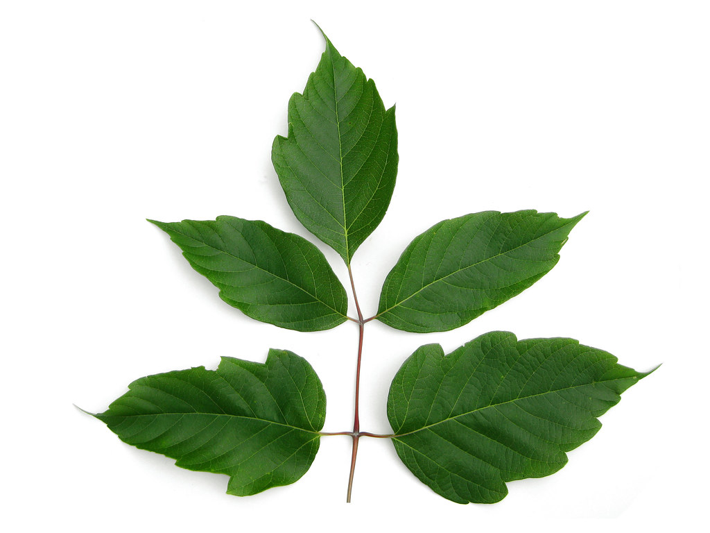 <ul><li><p>Acer negundo</p></li><li><p>compound</p></li><li><p>not lobed</p></li><li><p>opposite</p></li></ul><p></p>