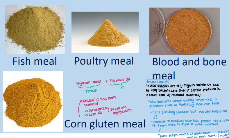 <p><strong><u>Protein Supplements</u></strong> </p><ul><li><p>Soybean Meal (protein) + Soybean Oil (oil)</p><ul><li><p>Starch oil has been removed → cornstarch, cornstarch oil: <strong>separate ingredients </strong></p></li></ul></li><li><p><strong><u><mark data-color="yellow" style="background-color: yellow; color: inherit;">Insect Meal***</mark></u></strong></p><ul><li><p><strong><mark data-color="red" style="background-color: red; color: inherit;">Insects/roaches are very high in ____ </mark></strong>→ can be very suitable (lots of<strong> protein produced in a small area with minimal resources)</strong></p><ul><li><p><mark data-color="green" style="background-color: green; color: inherit;">Raises questions about adding insect meal to different kinds of feeds/dog food/ cat foods </mark></p></li><li><p><mark data-color="green" style="background-color: green; color: inherit;">It is probably cheaper </mark><strong><em><mark data-color="green" style="background-color: green; color: inherit;">but would people eat it?</mark></em></strong></p></li><li><p><mark data-color="green" style="background-color: green; color: inherit;">Cheaper to produce but less people would but it (may need to find a niche market) → some people may be comftorable eating it. </mark></p></li></ul></li></ul></li></ul><p></p>
