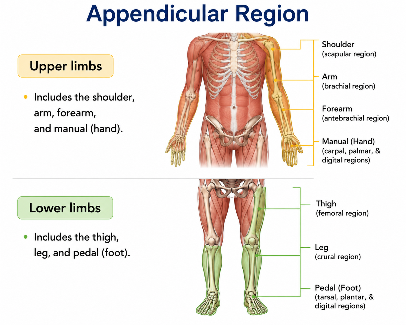 <p>Upper limbs:</p><ul><li><p>Shoulder</p></li><li><p>Arm</p></li><li><p>Forearm</p></li><li><p>Manual = Hand</p></li></ul><p>Lower limbs:</p><ul><li><p>Thigh</p></li><li><p>Leg</p></li><li><p>Pedal = Foot</p></li></ul><p></p>