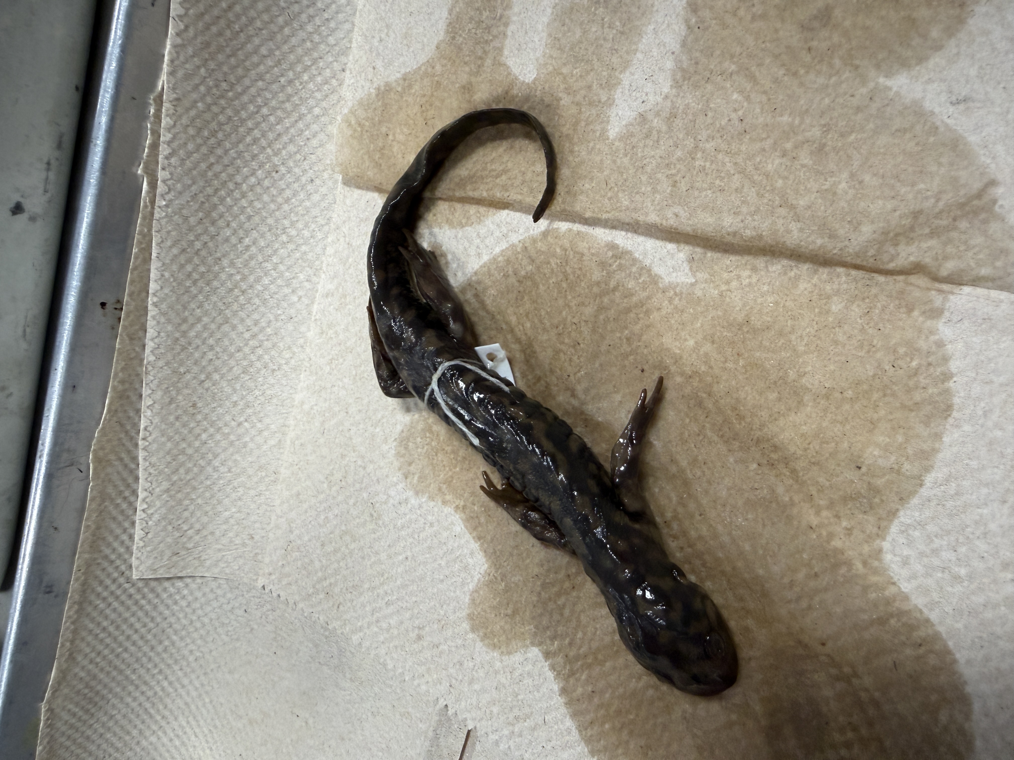 <p><span>Ambystoma tigrinum</span></p>
