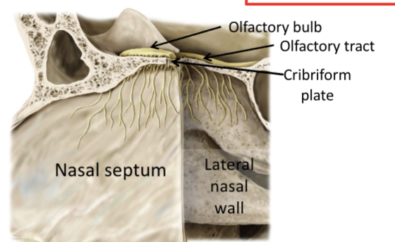 <p>smell and cribriform plate</p>