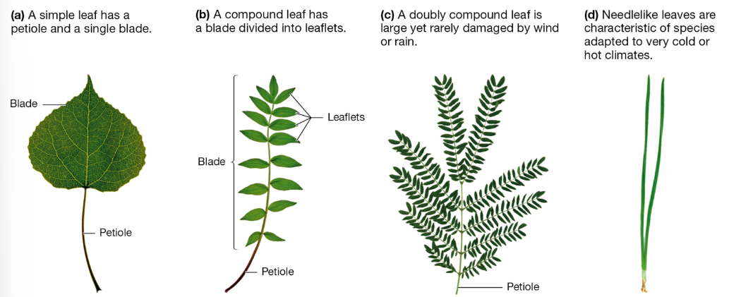 <p>Leaf Structure: Key Component and Functions</p>