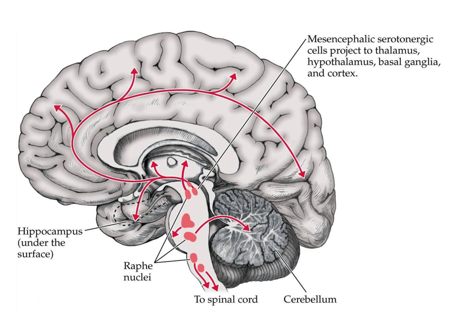 <p>Nee, bij SSRI’s stijgt serotonine zelfde dag als inname, maar mensen nemen het niet recreatief in</p><ul><li><p>mensen voelen zich afgevlakt, voelen zich niet “gelukkig”</p></li></ul><p></p>