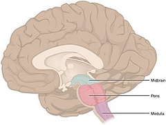 <p>3 parts from superior to inferior: </p><p>midbrain</p><p>pons</p><p>medulla oblongata</p>