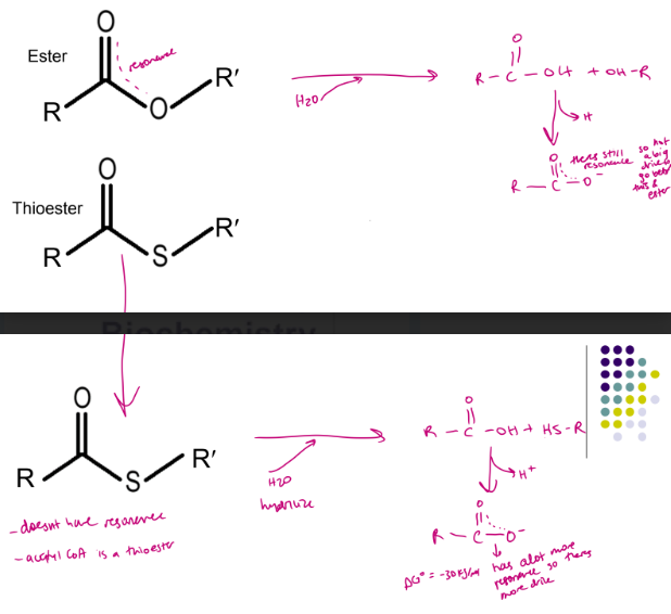<ul><li><p> High-energy compounds</p></li><li><p> Similar to esters but with no e- delocalization</p></li></ul><p></p>
