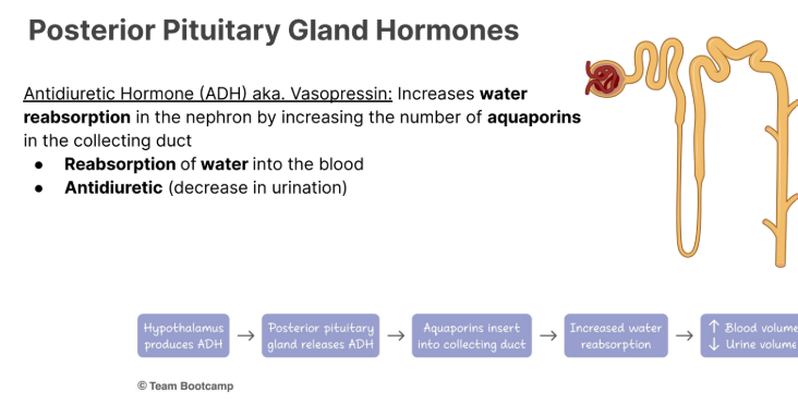 <p>Antidiuretic Hormone (ADH) aka. <strong>Vasopressin</strong>: Increases <strong>water reabsorption </strong>in the nephron by increasing the number of <strong><em>aquaporin</em>s </strong>in the collecting duct</p><ul><li><p><strong>Reabsorption </strong>of <strong>water </strong>into the blood</p></li><li><p><strong>Antidiuretic </strong>(decrease in urination)</p></li></ul><p></p>