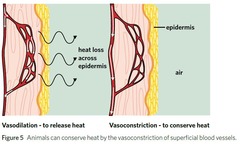 <p>It helps release heat through dilation of blood vessels and increased blood flow to the skin.</p>