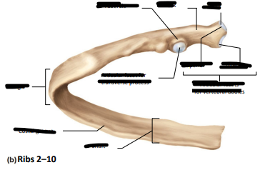 <p>Label the following:</p><ul><li><p>head</p></li><li><p>neck</p></li><li><p>tubercle</p></li><li><p>inferior and superior articular facets for vertebral bodies</p></li><li><p>articular facet for transverse process</p></li><li><p>angke</p></li><li><p>costal groove</p></li><li><p>shaft</p></li></ul><p></p>