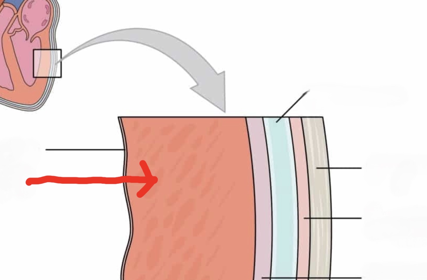 <p>The thick, muscular middle layer of the heart wall that contracts to pump blood</p>
