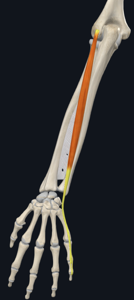 term image
