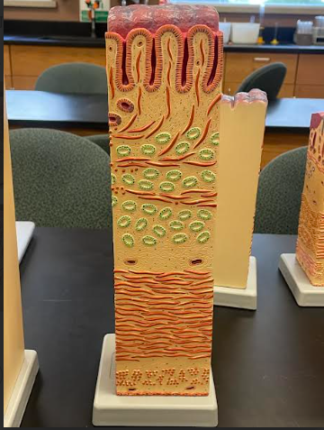 <p>Duodenum</p>
