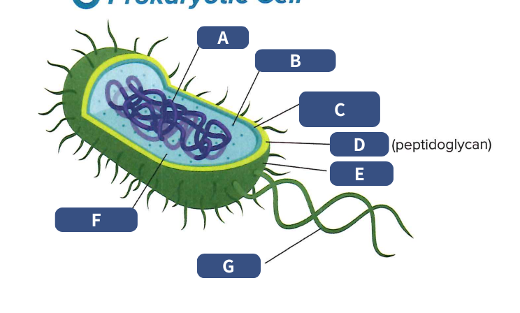 <p>Cell</p>