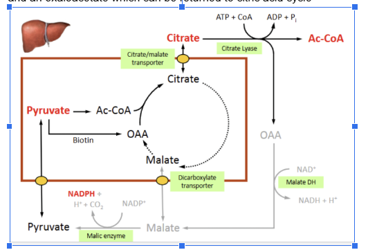 <p>citrate lyase catalyzes the reaction, which uses cytoplasmic citrate, CoA, and an ATP to produce cytoplasmic acetyl CoA, ADP, Pi, and an oxaloacetate which can be returned to citric acid cycle</p>
