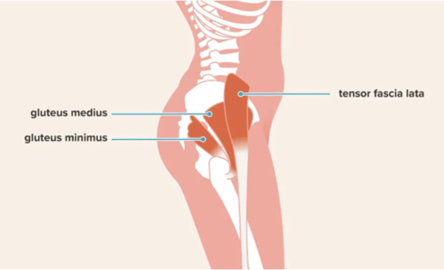 <p>Gluteus medius, gluteus minimus, and tensor fasciae latae</p>