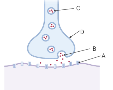 <p>Between A-B</p>