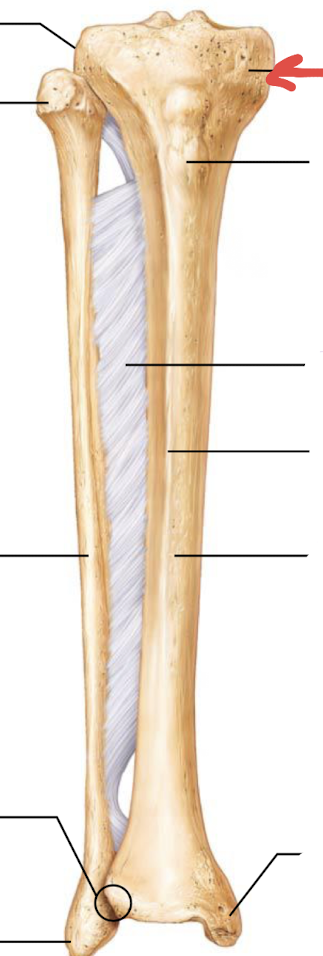 <p>what is this part of the tibia or fibula?</p>