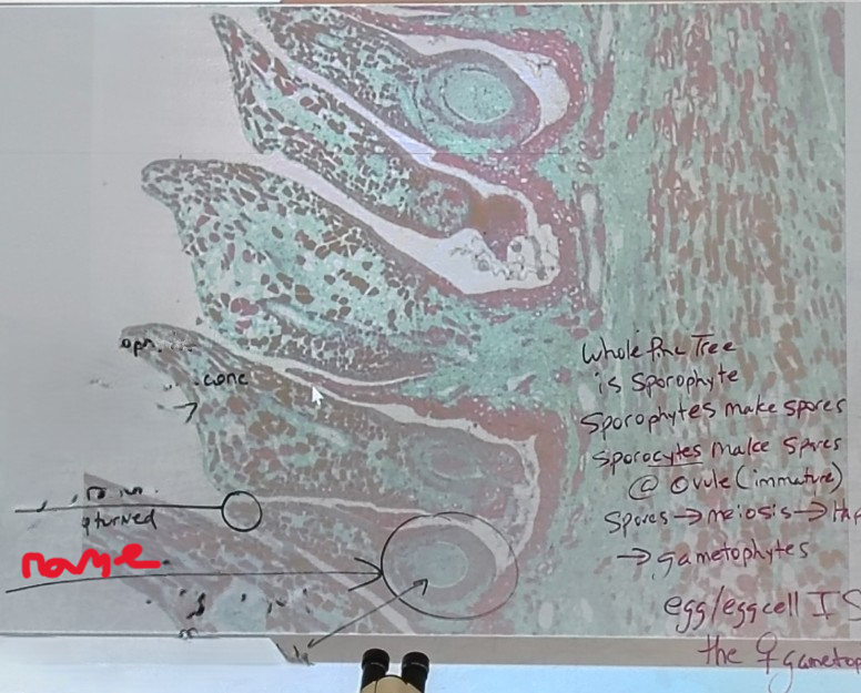 <ol><li><p>name it</p></li></ol><p></p>