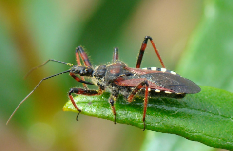 <p>What is the name of this bug </p>