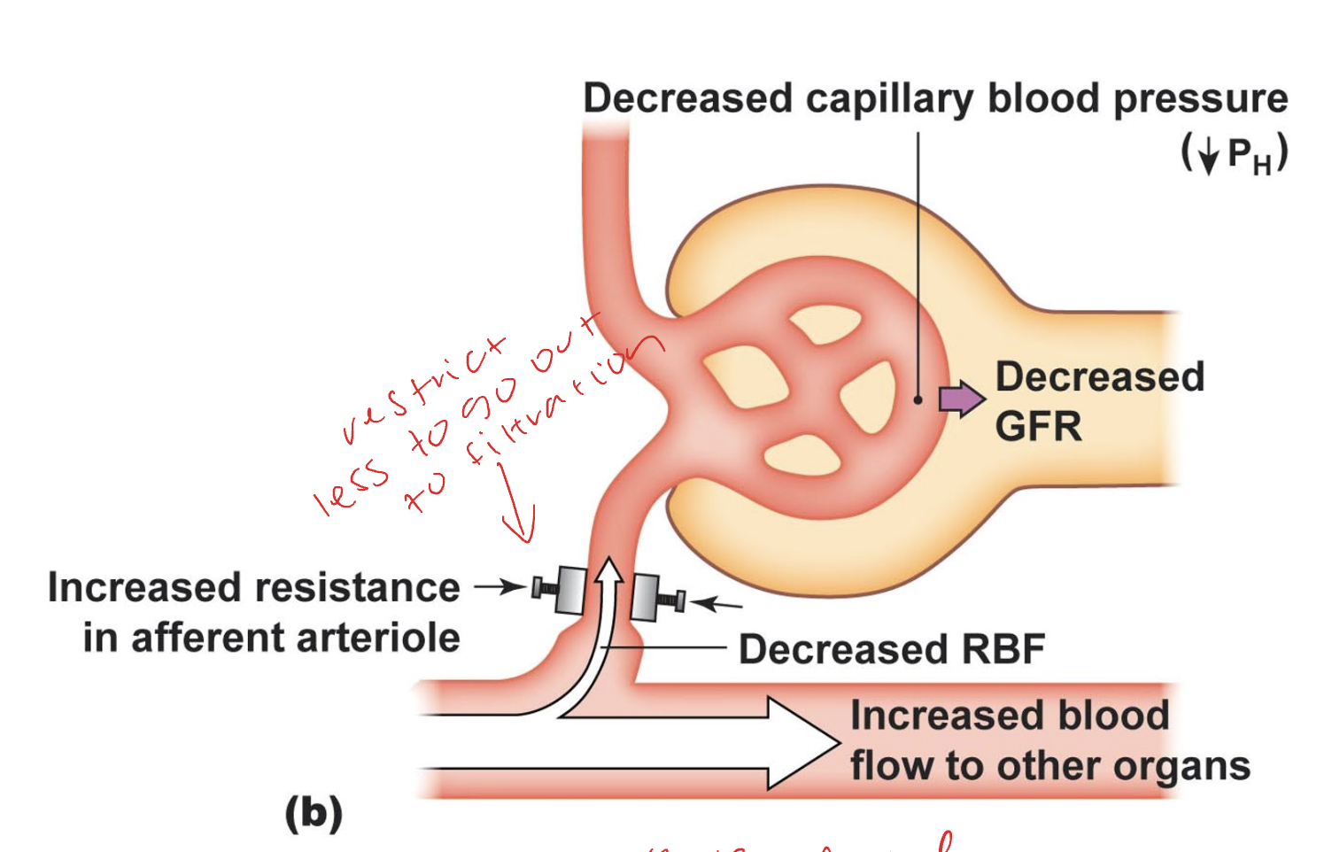 <ul><li><p>restrict less to go out to filtration </p></li><li><p>caused by losing too much fluid, dehydrated, or low BP</p></li><li><p>decreased RBF</p></li><li><p>increase blood flow to other organs</p></li><li><p>Decreased GFR</p></li><li><p>Decreased capillary blood pressure </p></li></ul><p></p>