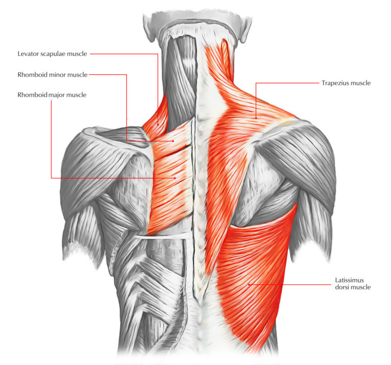 <p>levator scapulae </p>