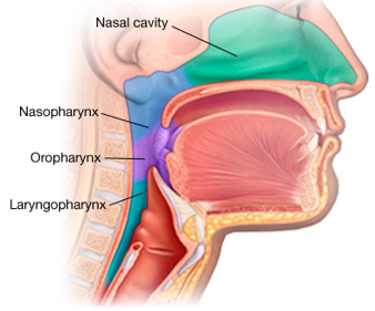 <p>The throat is separated into three anatomical divisions</p><ul><li><p>Nasopharynx</p><ul><li><p>Behind the nose</p></li></ul></li><li><p>Oropharynx</p><ul><li><p>Behind the mouth</p></li></ul></li><li><p>Laryngopharynx</p><ul><li><p>Behind the larynx</p></li></ul></li></ul><p></p>