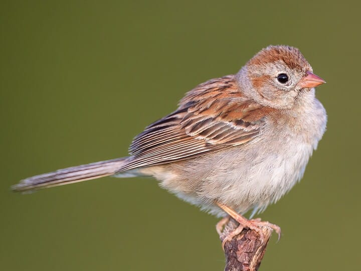 <p>field sparrow </p><p>rust + gray patterning on head/face<br>pink bill<br>bright white eyering</p>