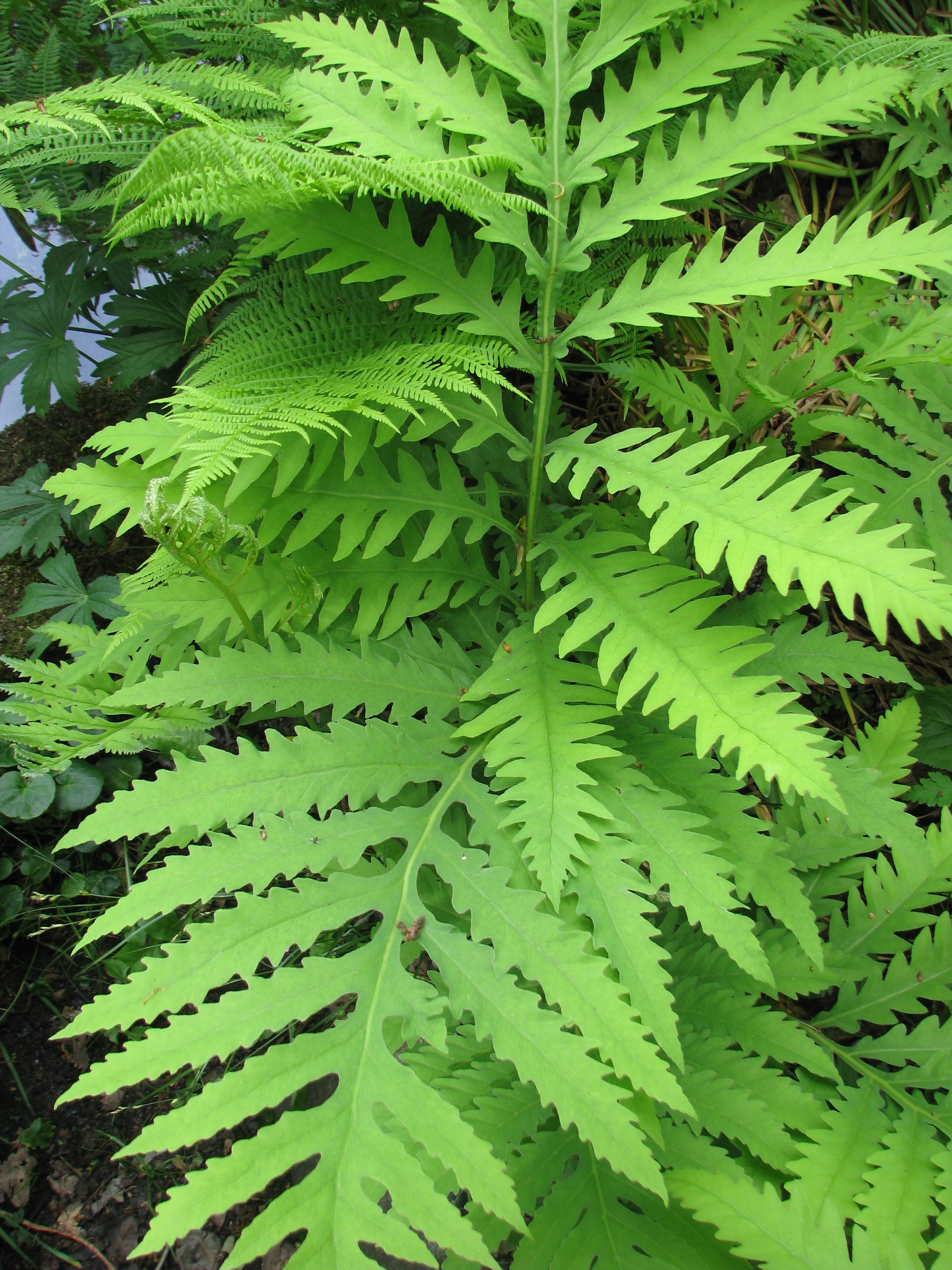 <p>Clumps of pale green, deeply divided, plants carpeted along the forest floor in wet, shady spots.</p>