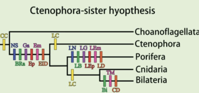 <p>There is hella loss in function and complexity before porifera for 3 reasons (1/3):</p><p>Filtration + Nervous system are … (trade off core)</p>