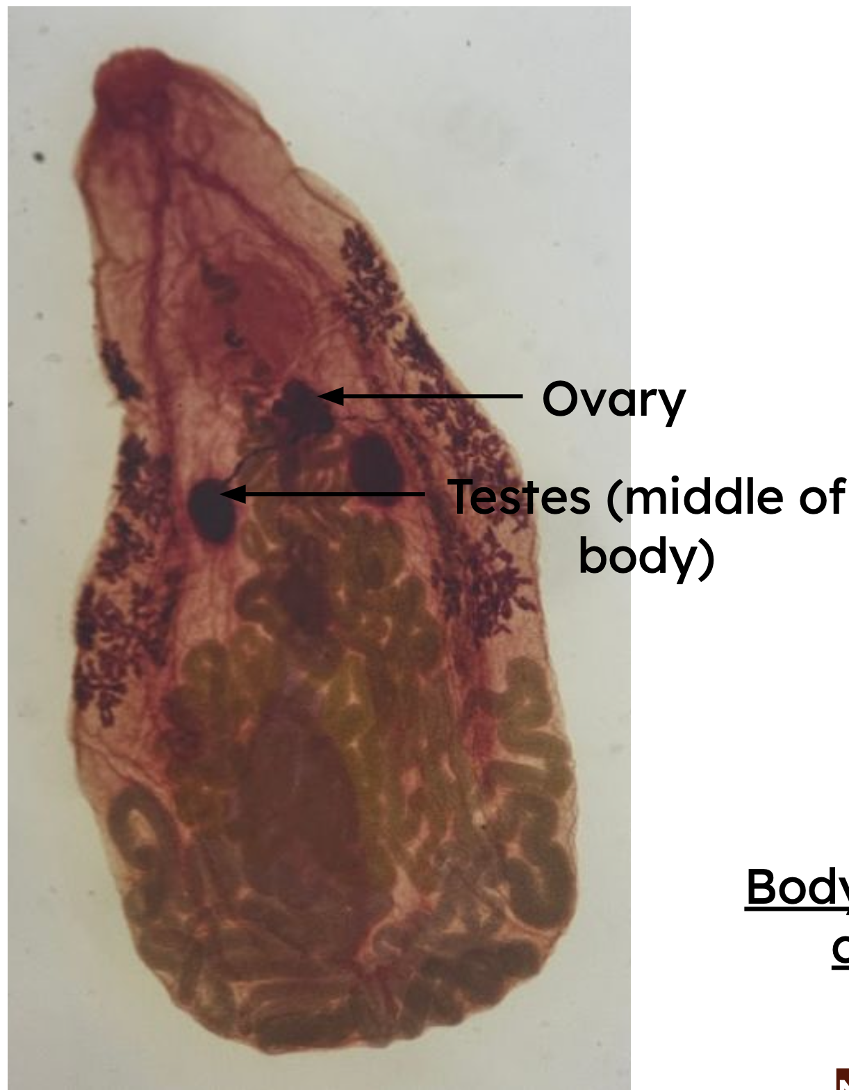 <p>Identification:</p><p>Common name:</p><p>Organ loc:</p><p>Intermediate Host:</p><p>Definitive Host:</p><p>Family:</p>