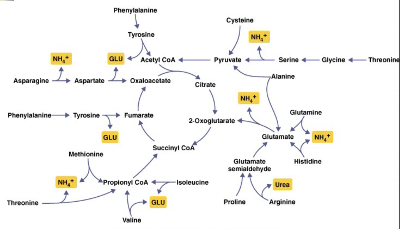 <ul><li><p>coming from breakdown of proteins/amino acids</p><ul><li><p>carnivores have more nitrogenous waste to get rid of (high protein diet)</p></li></ul></li></ul><p></p>