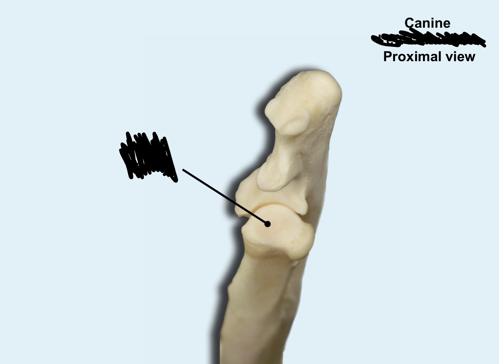 term image