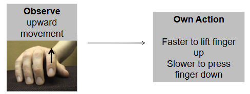 <p>faster responses observed when compatibility between observed and executed movements, known as “automatic imitation” (brass et al., 2000; 2001)</p>