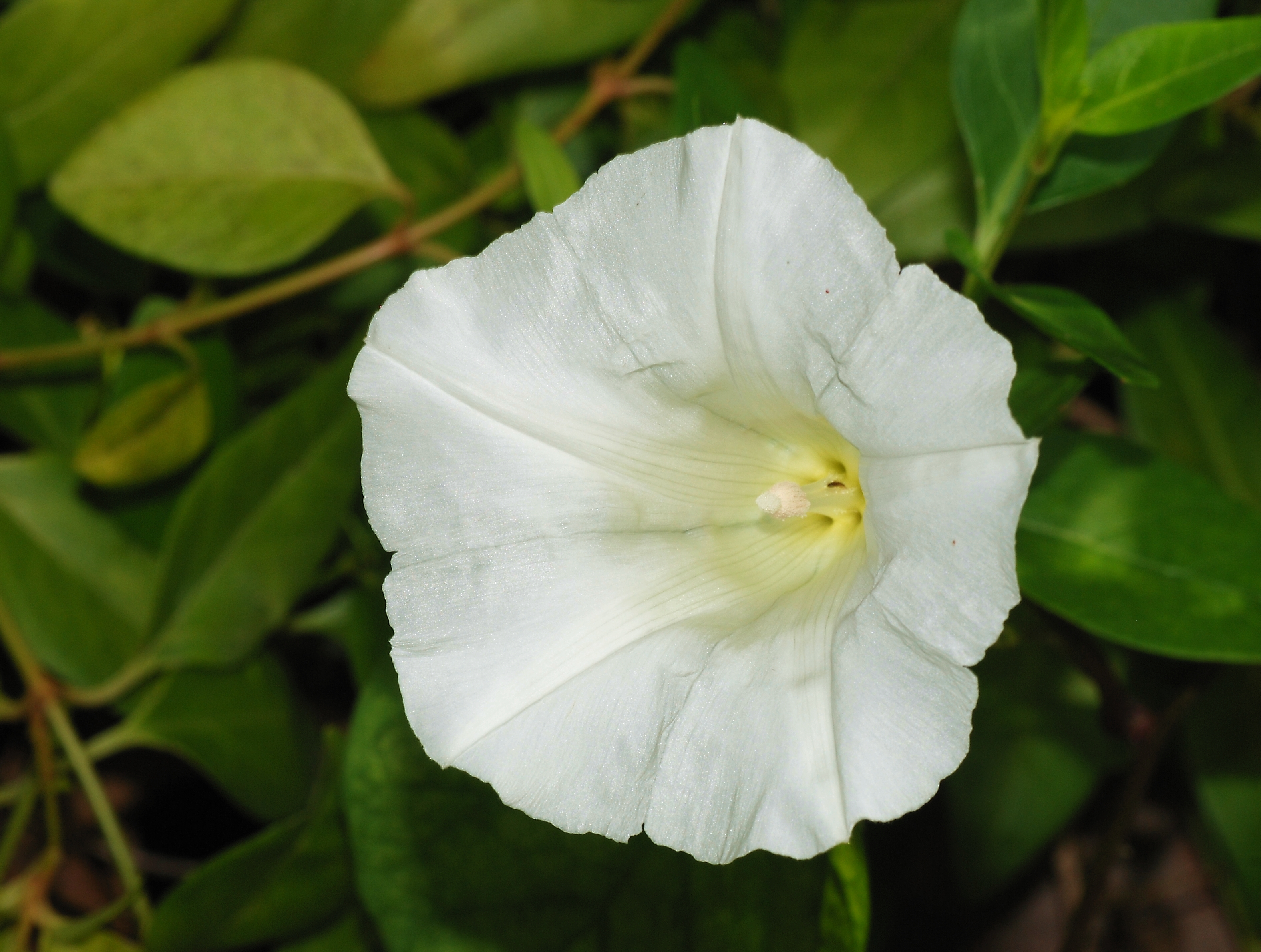 <p>Calystegia sepium hardiness</p>