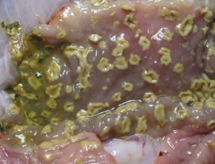 <p>You see this presentation in a pig's mucosal colon surface. Before death, the pig had diarrhea and cyanosis of the ears and belly. Thoughts?</p>
