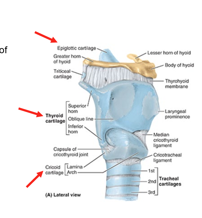 <ul><li><p>consists of 9 cartilages</p></li><li><p>3 single</p><ul><li><p>thyroid</p></li><li><p>cricoid</p></li><li><p>epiglottic</p></li></ul></li><li><p>3 paired</p><ul><li><p>arytenoid</p></li><li><p>corniculate</p></li><li><p>cuneiform</p></li></ul></li></ul><p></p>