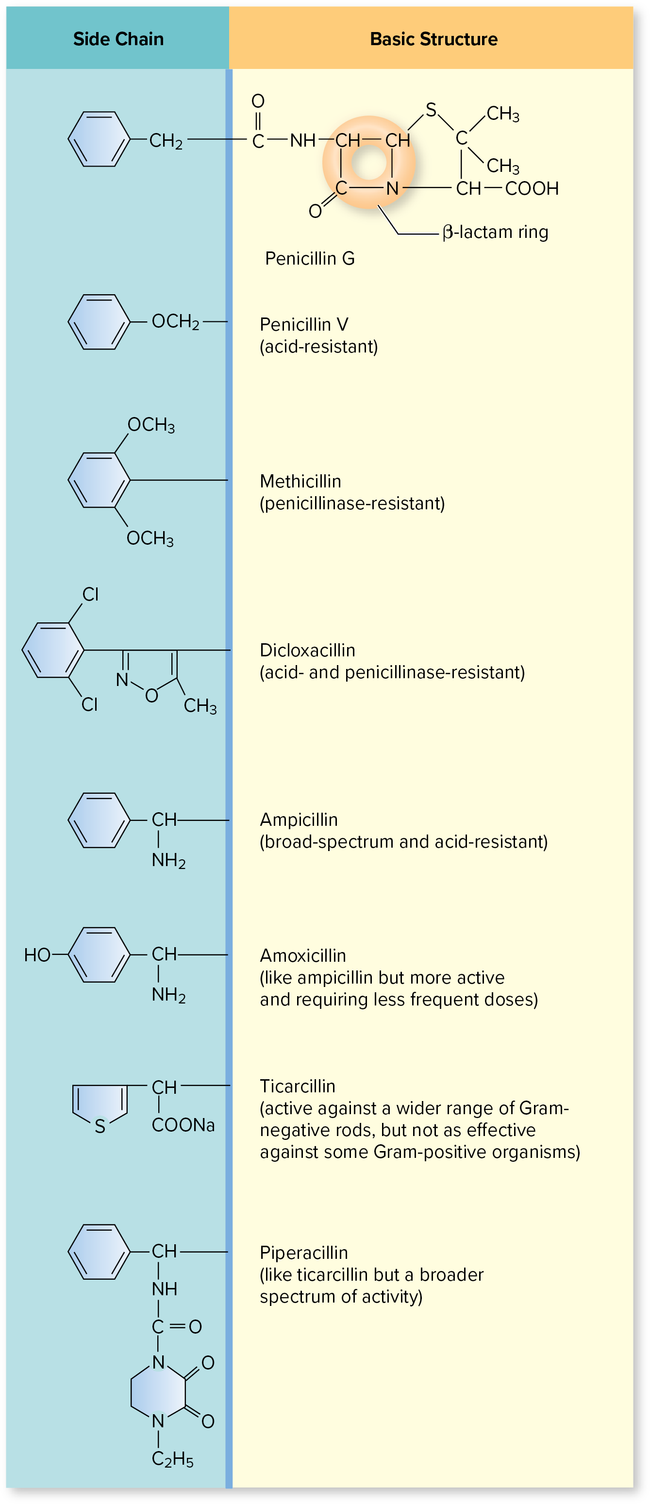 <p>There are many variations of [__]; <mark data-color="blue" style="background-color: blue; color: inherit;">all have a </mark><strong><mark data-color="blue" style="background-color: blue; color: inherit;">beta-lactam</mark></strong><mark data-color="blue" style="background-color: blue; color: inherit;"> ring and differ with their side chains</mark></p><p><u>original</u>: <mark data-color="purple" style="background-color: purple; color: inherit;">[__] G</mark> → given via IV fluids; another natural one is <mark data-color="purple" style="background-color: purple; color: inherit;">[__] V</mark></p><ul><li><p><strong><mark data-color="purple" style="background-color: purple; color: inherit;">methicillin</mark></strong> → <mark data-color="yellow" style="background-color: yellow; color: inherit;">resistant to penicillinase enzyme</mark></p></li><li><p><strong><mark data-color="purple" style="background-color: purple; color: inherit;">ampicillin</mark></strong> → increased spectrum to <mark data-color="yellow" style="background-color: yellow; color: inherit;">affect Gram-negative bacteria as well; </mark><span style="color: purple;"><strong><mark data-color="yellow" style="background-color: yellow; color: inherit;">acid resistant</mark></strong></span><mark data-color="yellow" style="background-color: yellow; color: inherit;"> » can be taken orally</mark></p></li><li><p><strong><mark data-color="purple" style="background-color: purple; color: inherit;">amoxicillin </mark>→ </strong>more <mark data-color="yellow" style="background-color: yellow; color: inherit;">active form of ampicillin</mark><strong><mark data-color="yellow" style="background-color: yellow; color: inherit;">; </mark></strong><mark data-color="yellow" style="background-color: yellow; color: inherit;">don’t need as much doses</mark></p></li></ul><p></p>