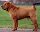 <p>welk type hond is dit</p>