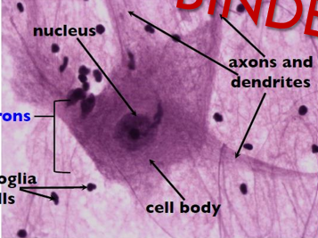 <p>nervous tissue </p>