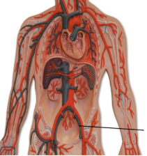 <p><span style="line-height: 17.375px;">Identify the blood vessel.&nbsp;</span></p>