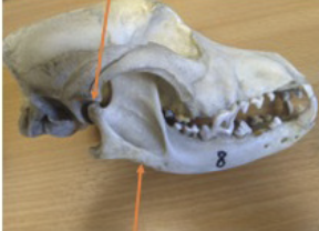 <p>Jaw articulation in MAMMALS</p>