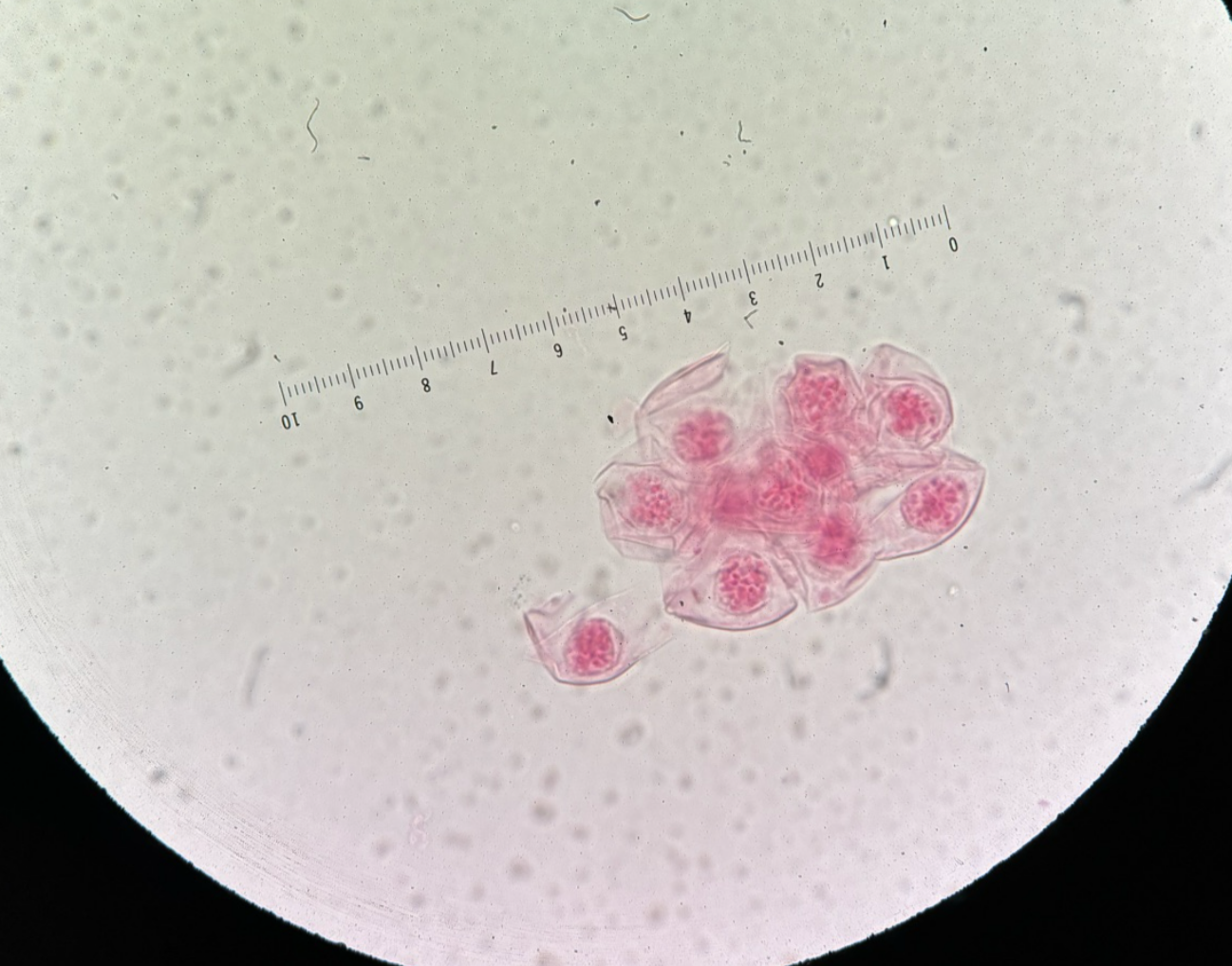 <p>Kingdom?</p><p class="p1">Phylum?</p><p class="p1">Class?</p><p class="p1">Subclass?</p><p class="p1">Order?</p><p class="p1">Family?</p><p class="p1">Species?</p><p class="p1">Form/ ID?</p>