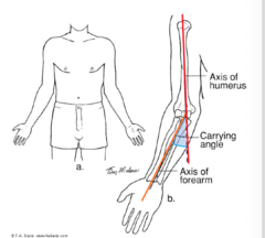 <p>humerus</p><p>forearm</p>