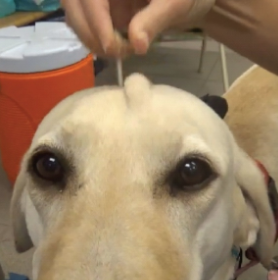 <p>Less than 5 % dehydrated: No detectable clinical signs</p>