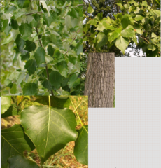 <p>large buds. large waxy leaves. flat leaf stems</p>