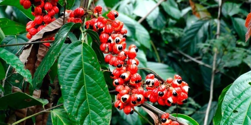 <p>Guarana</p>