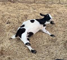 <p>Myotonic (Tennessee Fainting)</p>