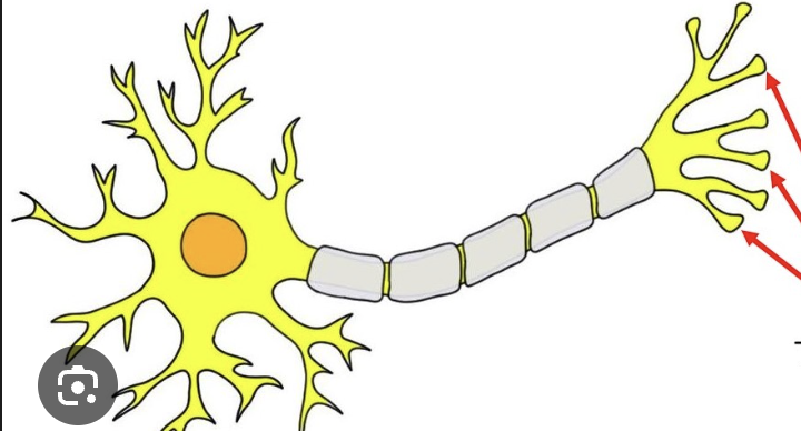 <p>axon terminals</p>
