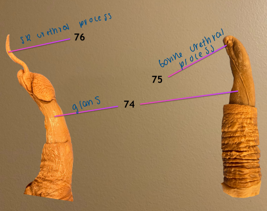 <ol start="75"><li><p>bovine urethral process</p></li><li><p>small ruminant urethral process</p></li></ol><p></p>