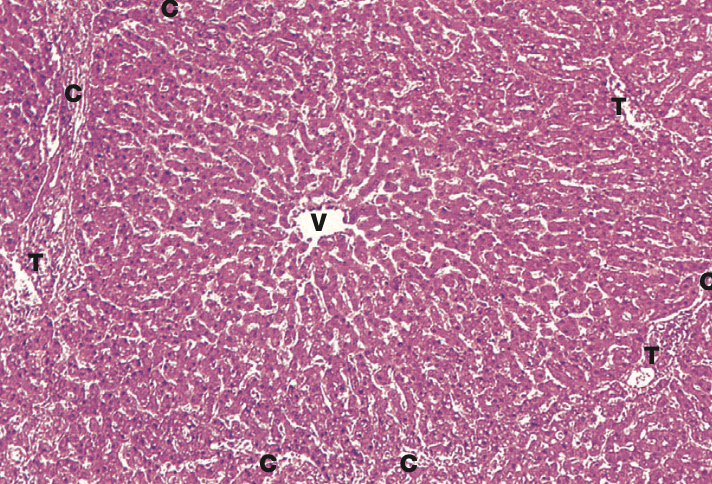 <p>Identify the Organ and Structures?</p>